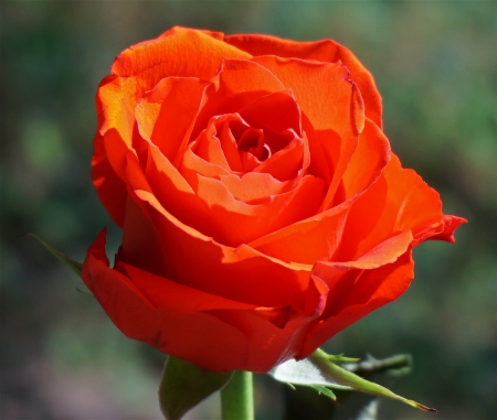 ROSE - COLORS, LEAVES, STEMS, PETALS