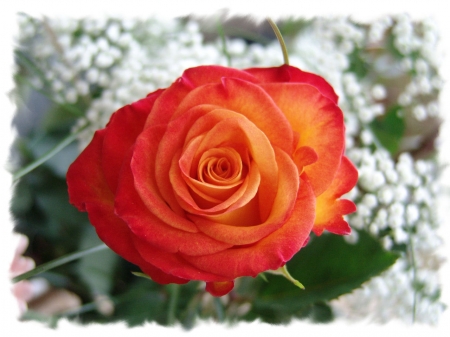 ROSE - leaves, colors, stem, petals