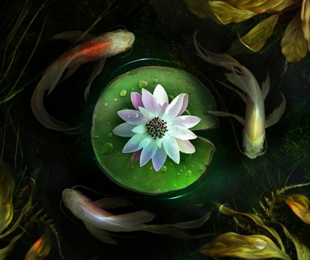 Circles - lotus, water, summer, flower, elenadudina, green, koi, lake, fish, luminos