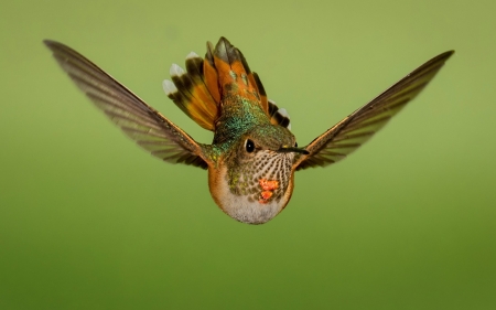 Hummingbird - humming-bird, colibri, orange, wings, green, pasare, bird