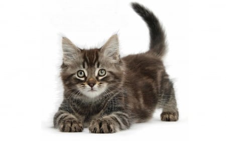 Kitten - animal, pisica, kitten, paw, cute, cat