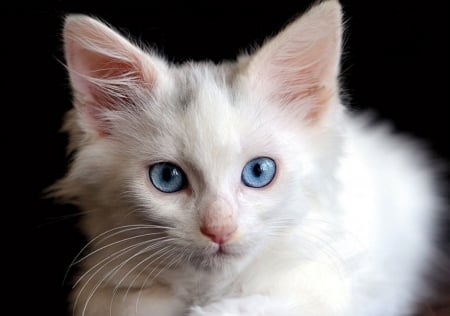 Kitten - white, cat, blue eyes, animal, black, pisica, kitten