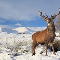 Red Deer