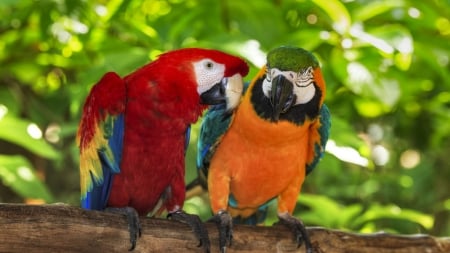 Pair Of Macaws Perching On A Branch - trees, forest, parrots, colorful, animal, macaws, birds