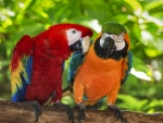 Pair Of Macaws Perching On A Branch