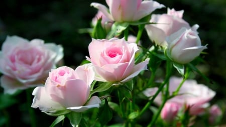 Pink Roses - nature, roses, pink, blooms, flowers