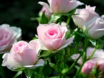 Pink Roses