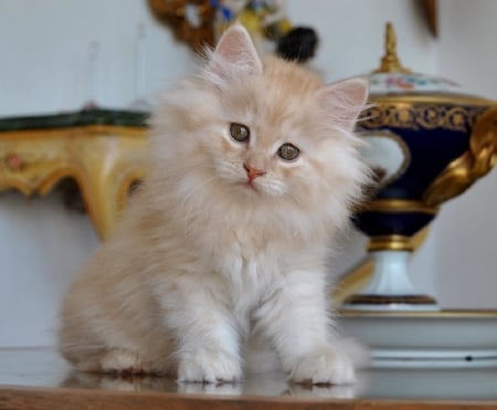 cute white fluffy kitten - fluffy, white, kitten, cats, animals