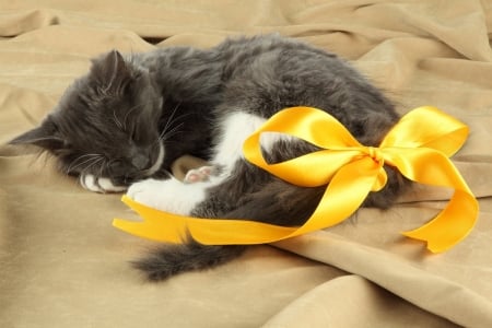 kitten with yellow ribbon