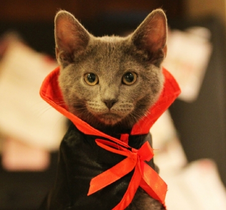 Halloween vampire cat - vampire, cats, Halloween, animals