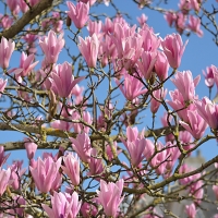 Magnolia