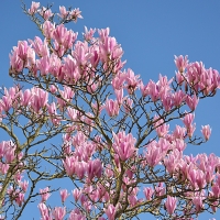 Magnolia