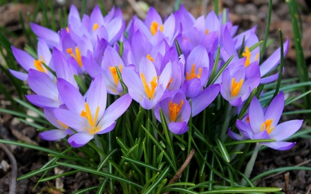 Crocuses - flowers, spring, nature, crocuses