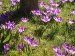 Crocuses