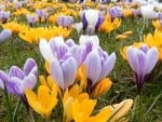 Crocuses