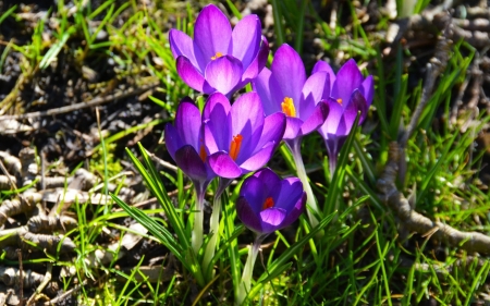 Crocuses - nature, crocuses, flowers, spring