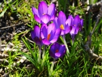 Crocuses