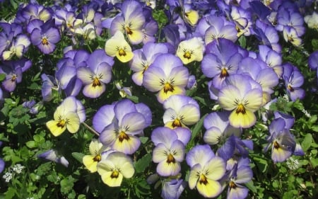 Pansies - flowers, flowerbed, nature, pansies