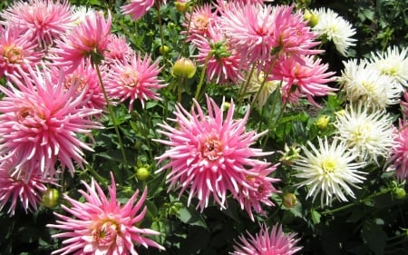 Dahlias - flowers, pink, nature, dahlias