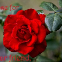 ROSE FOR A FRIEND