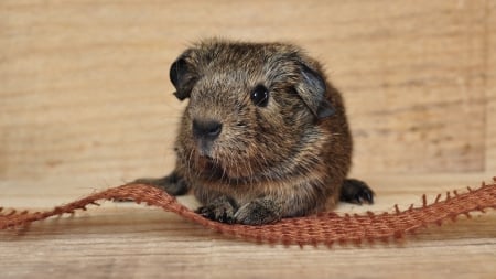 guinea pig - pig, rodent, animal, guinea