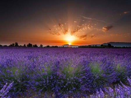 Lavender Field - flowers, field, nature, sunrise