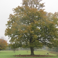 Mighty Autumn Trees