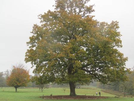 Mighty Autumn Trees - autumn, sevenoaks, trees, knole park, kent, parkland