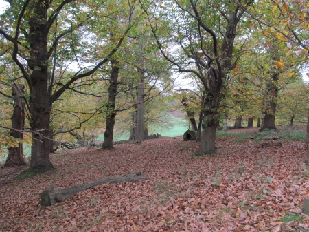 Autumnal Leafy Carpet - Trees, Leaf Carpet, Parkland, Autumnal, Sevenoaks, Forests, Knole Park