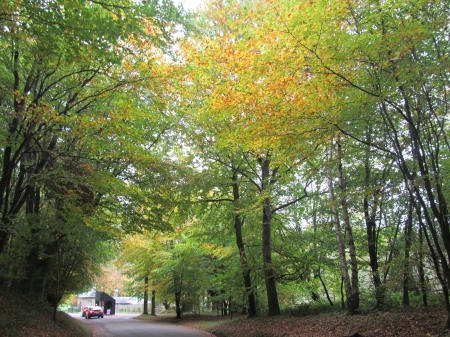 Autumnal Road - Trees, Autumn, Leaves, Parkland, Forests, Knole Park