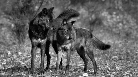 Black Wolves - black, animal, face, wild, wolves