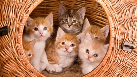 Kittens on Large Basket - animal, basket, cat, kitten