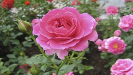 Pink Roses - flowers, roses, nature, macro, petals, pink