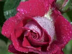 Dew Drops on Purple Rose