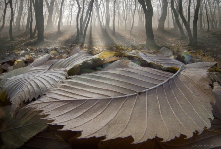 The fallen ones - forest, leaf, close-up, macro, borda, autumn