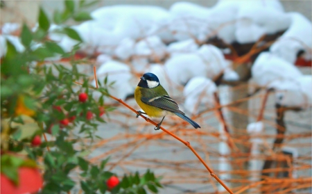 Blue Tit - snow, winter, green, blue tit, bird, pasare