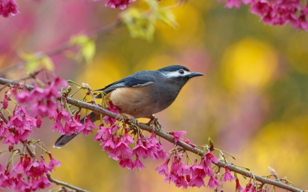 Bird - flower, pasare, bird, pink, spring, yellow