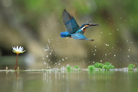 Kingfisher - kingfisher, water, summer, pasare, bird, lotus, blue, green, flower