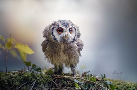 Owl - bufnita, owl, cute, pasare, bird