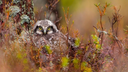 Owl - pasare, bird, field, owl, bufnita