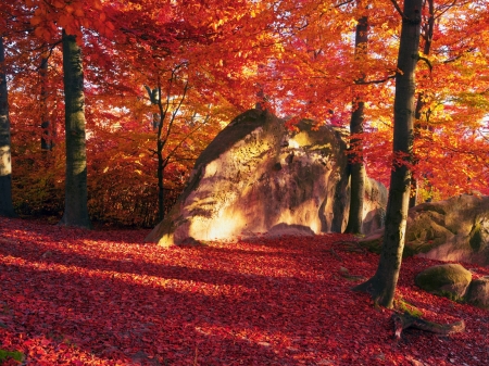 Autumn Forest - nature, autumn, trees, forest, leaves, sunny, stones