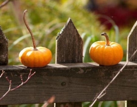 autumn garden - beauty, autumn, garden, photography