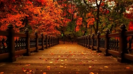 golden autumn - colorful, trees, nature, autumn, photography, gold