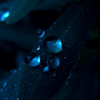 Macro Water Drops