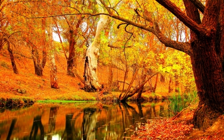 Autumn Forest - fall, trees, nature, autumn, landscape, lake, seasons, forest