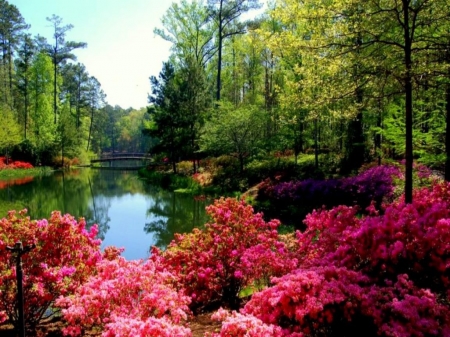 Peaceful Lake - flowers, trees, nature, lake, forest, peaceful