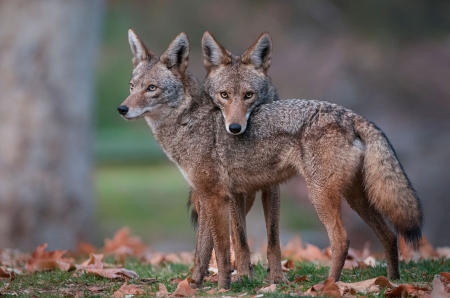 coyote - canine, dog, coyote, animal