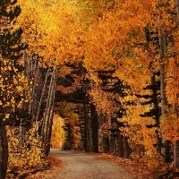 Autumn Road