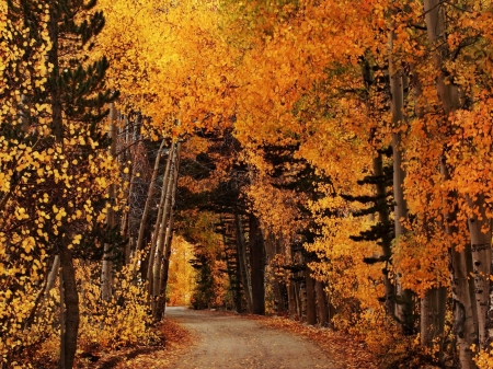 Autumn Road - nature, autumn, trees, forest, leaves, road