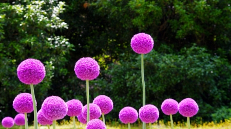 allium - flowers, nature, purple, photography, alliums, beauty